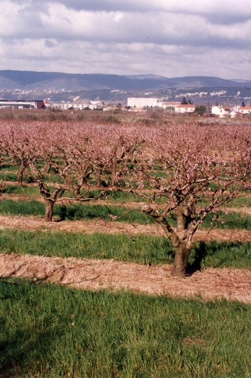 Pêcher en fleur au mois de mars