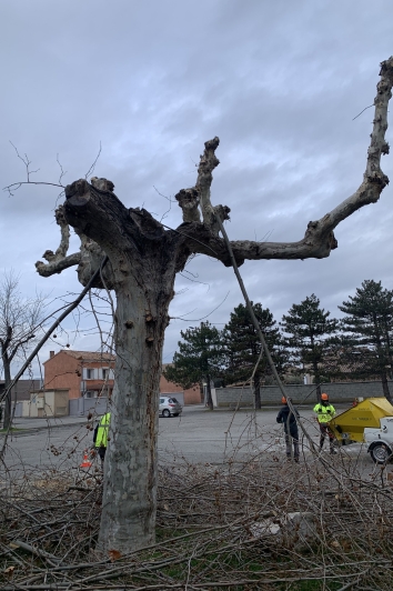 Abattage d'un platane