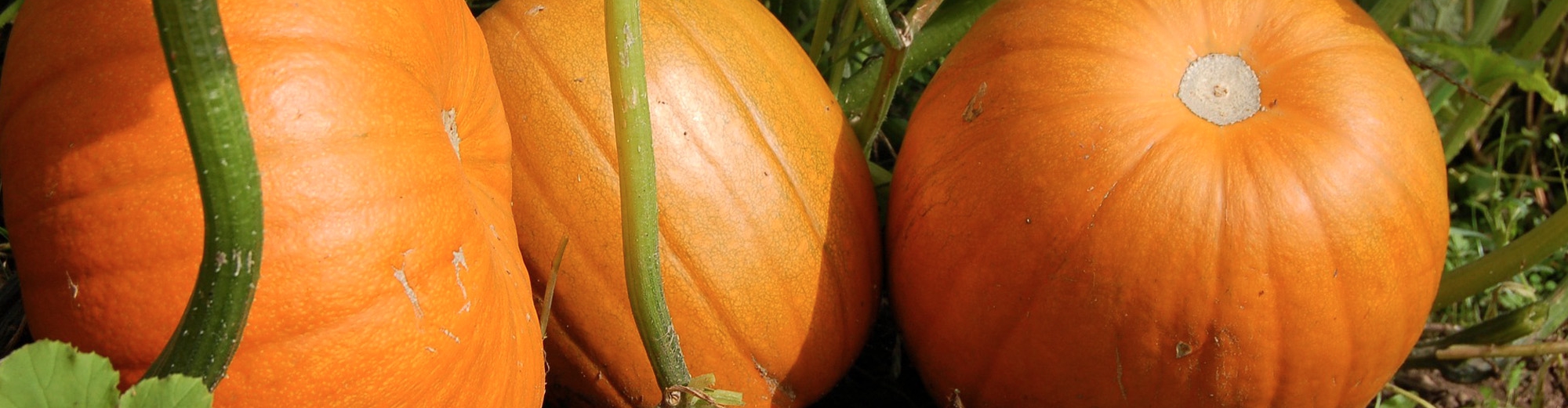 Légumes en vente