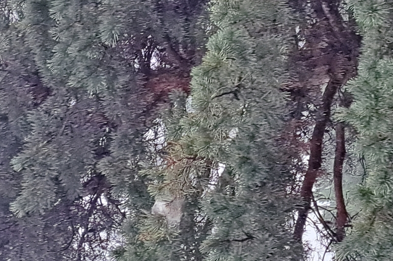 Chenilles processionnaires