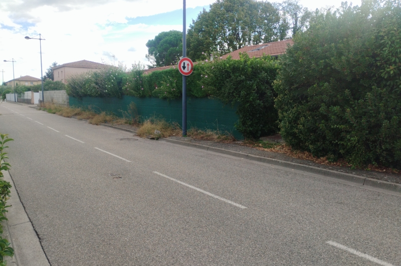 Herbes sur le trottoir