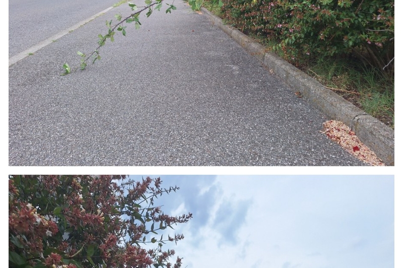 Végétation débordante sur trottoir et piste cyclable Rue Descartes