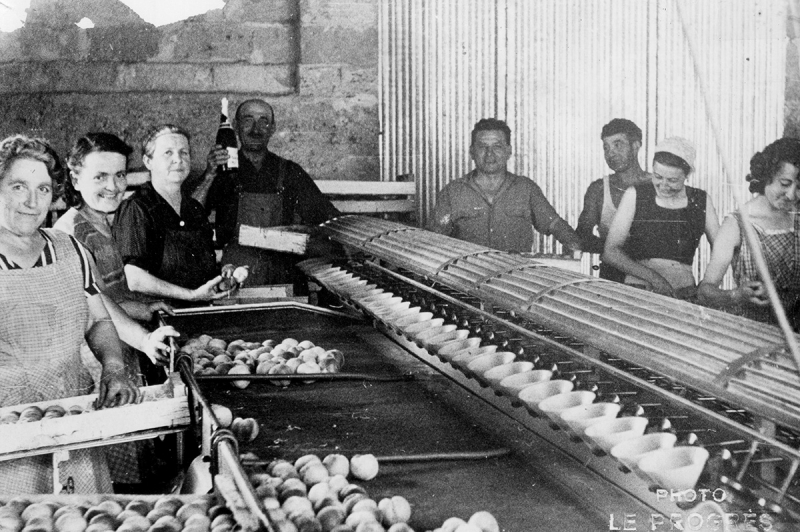 Première trieuse automatique de pêches de la famille cornu.jpg