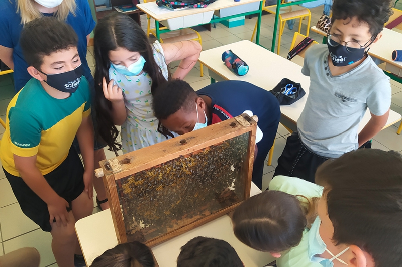 Atelier ruche à l'école Voltaire