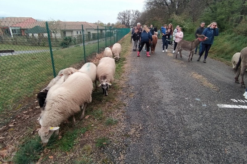 Transhumance