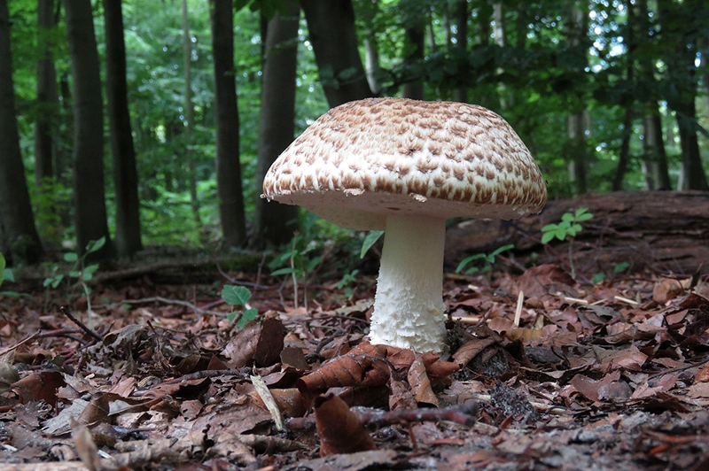 Exposition champignons