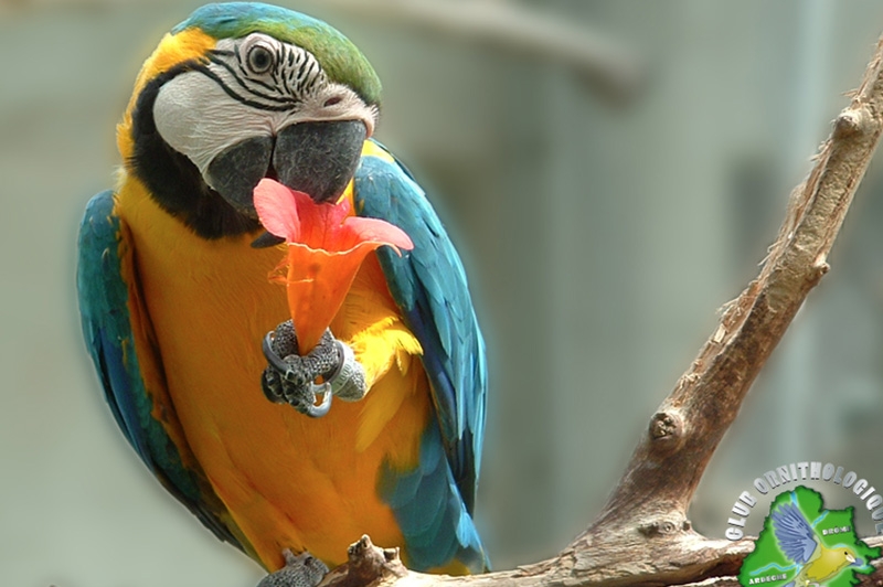 Exposition et bourse oiseaux exotiques