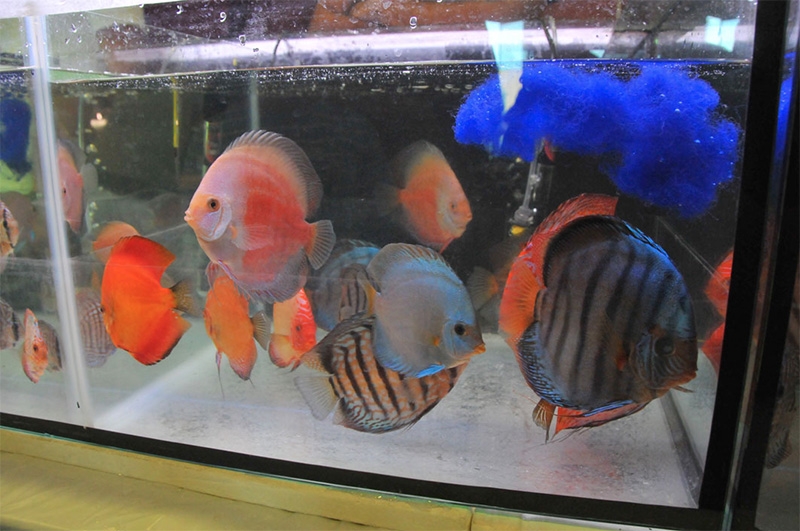 Bourse  aquariophile et terrariophile