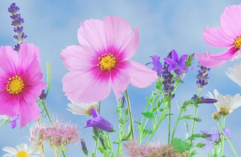 3e fleur Villes fleuris