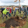 Le club Croizat plante un arbre