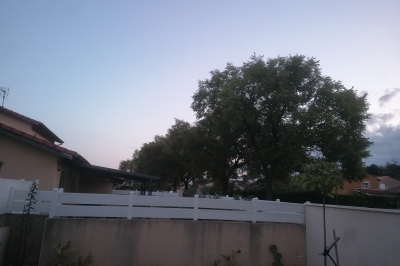 ELAGAGE DES ARBRES