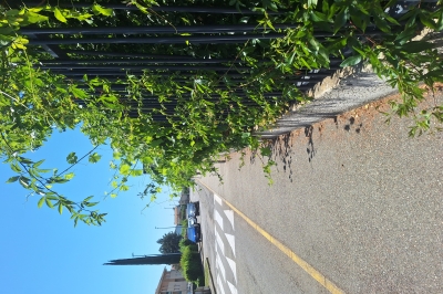 Haie débordante sur le trottoir