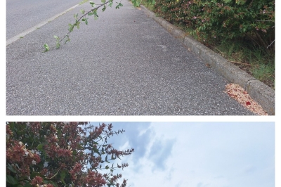 Végétation débordante sur trottoir et piste cyclable Rue Descartes