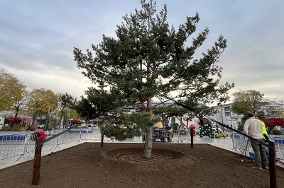 L'arbre est arrivé !