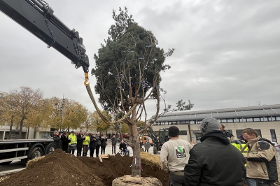 L'arbre est arrivé !