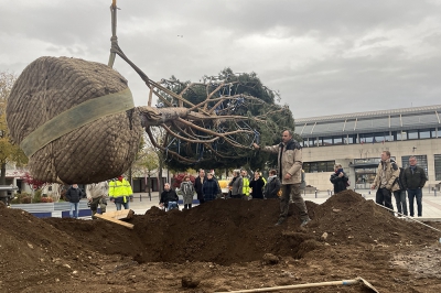 L'arbre est arrivé !