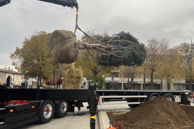 L'arbre est arrivé !