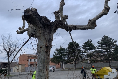 Abattage d'un platane