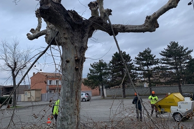 Abattage d'un platane