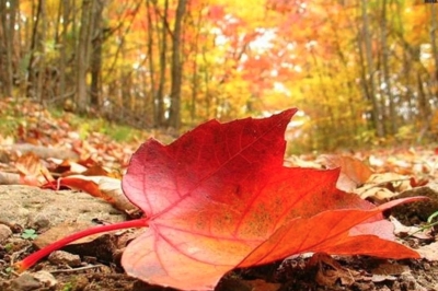 Randonnée des Feuilles mortes