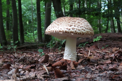 Exposition champignons
