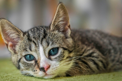 Un rêve de chat