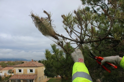 Les chenilles processionnaires