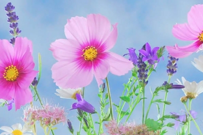 3e fleur Villes fleuris