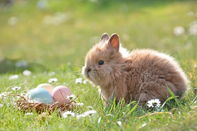 Chasse aux oeufs